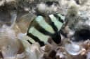 Blackbarred Damselfish