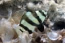Blackbarred Damselfish