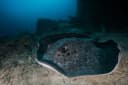 Blackblotched Stingray