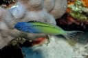 Blackline Fangblenny