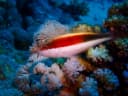 Blackside Hawkfish