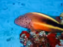 Blackside Hawkfish