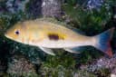 Blackspot Emperor