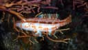 Blackstripe Wrasse