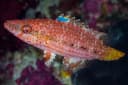 Blackstripe Wrasse
