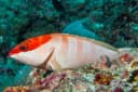 Blacktip Grouper
