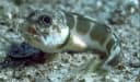 Blotched Jawfish