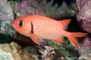 Blotcheye Soldierfish