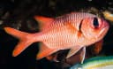 Blotcheye Soldierfish