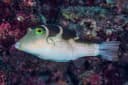 Blue-Spotted Toby