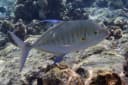Blue Trevally