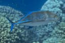 Bluefin Trevally
