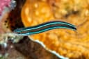 Bluestriped Fangblenny