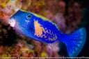 Bluetail Boxfish