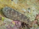 Bottleneck Sea Cucumber