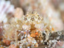 Boxer Crab