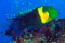 Broomtail Wrasse