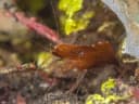 Brown Grass Shrimp