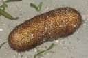 Brown Sandfish