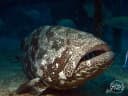 Brownspotted Grouper
