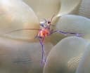 Bubble Coral Shrimp
