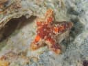 Burton's Sea Star