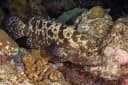 Camouflage Grouper