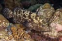 Camouflage Grouper