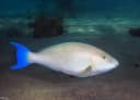 Candelamoa Parrotfish