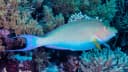 Candelamoa Parrotfish
