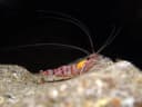 Candycane shrimp