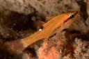 Cave Cardinalfish