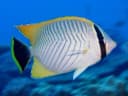 Chevron Butterflyfish