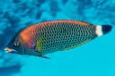 Chiseltooth Wrasse