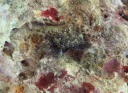 Chlorodiella barbata