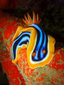 Chromodoris Quadricolor
