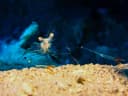 Clear Cleaner Shrimp