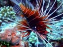 Clearfin Lionfish