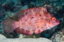 Cocktail Wrasse