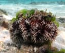 Collector Urchin