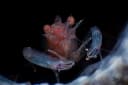 Commensal Sponge Shrimp