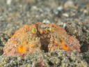 Common Box Crab