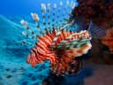 Common Lionfish
