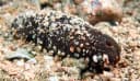 Cousteau's Sea Cucumber