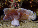 Crested Velvetfish