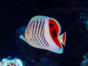 Crown Butterflyfish