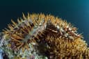 Crown-of-thorns Starfish