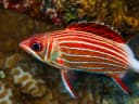 Crown Squirrellfish