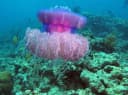 Crowned Jellyfish