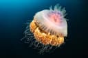 Crowned Jellyfish